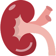 Penyakit Ginjal & Saluran Kemih